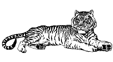 Image of Tiger